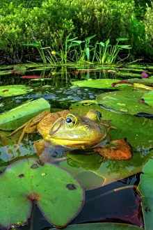 Frogs Prints: Bullfrog (Lithobates catesbeiana) in wetland on Horseshoe Lake, Muskoka, Ontario, Canada
