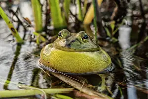Frogs Prints: Bullfrog (Lithobates catesbeiana)chorusing in wetland on Horseshoe Lake