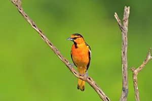 Barn Prints: Bullock's oriole (Icterus bullockii) Male, Rio Grande City, Texas, USA