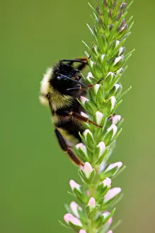 Poikilotherm Prints: Bumblebee (Bombus spp.). Foraging on Spiked Speedwell flowers in garden