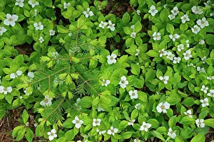 Edge Prints: Bunchberries (Cornus canadensis) at edge of boreal forest Petit Lac A Mars Quebec Canada