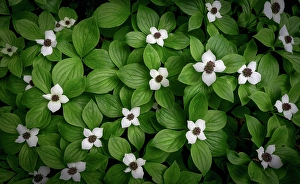 Shuswap Prints: Bunchberries, Shuswap, British Columbia, Canada