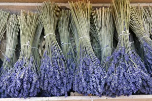 Bundled Lavender (Lavendula augustifolia), Sault, Alpes-de-Haute-Provence, Provence-Alpes-Cote d'Azur, Provence