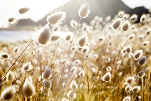 South Pacific Gallery: Bunny Tails (Lagurus ovatus), Mahia Peninsula, North Island, New Zealand