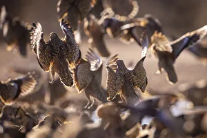 Burchells Sandgrouse, Kalahari Desert, Botswana Burchells Sandgrouse, Kalahari Desert, Botswana