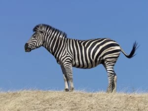 Wild Animal Gallery: A Burchells zebra