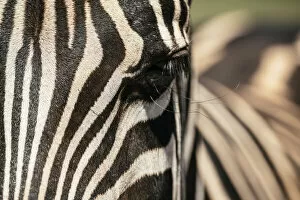 Images Dated 26th April 2022: Burchells Zebra, Addo Elephant National Park, Eastern Cape, South Africa