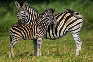 Close Ups Prints: Burchell's zebra (Equus quagga burchellii)