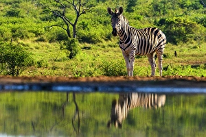 Ungulates Prints: Burchell's zebra (Equus quagga burchellii)