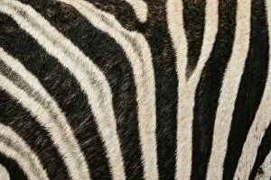 African Wildlife Gallery: Detail of Burchells Zebra hide, Addo Elephant National Park, Eastern Cape, South Africa