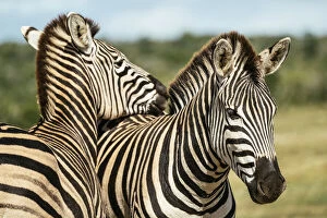 Burchell's Zebras, Addo Elephant National Park, Eastern Cape, South Africa