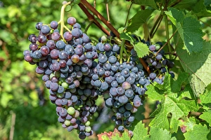 Cochem Prints: Burgundy grapes at Cochem, Mosel valley, Rhineland-Palatinate, Germany