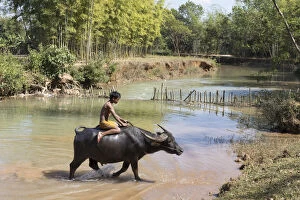 Images Dated 30th March 2017: Burmese boy rides a water buffalo, Inle Lake, Shan State, Myanmar