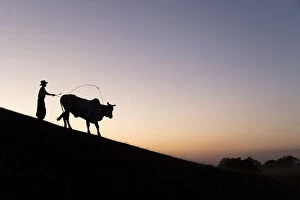Images Dated 30th March 2017: A Burmese farmer leads a bull at sunset along the crest of a hill, Bagan, Myanmar