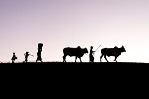 Myanmar Gallery: Burmese farmers and bulls walk at sunset along the crest of a hill, Bagan, Myanmar