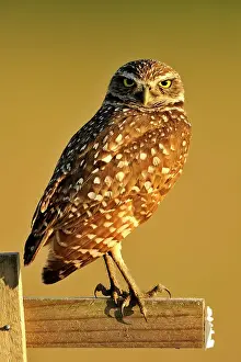 Deep South Prints: Burrowing owl (Athene cunicularia) Adult near nest in residential area