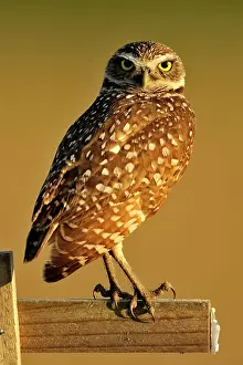 Deep South Prints: Burrowing owl (Athene cunicularia) Adult near nest in residential area