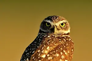 Deep South Prints: Burrowing owl (Athene cunicularia) Adult near nest in residential area