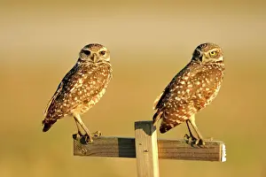 Deep South Prints: Burrowing owl (Athene cunicularia) Adults near nest in residential area