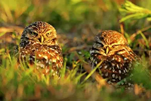 Deep South Prints: Burrowing owl (Athene cunicularia) Adults near nest in residential area