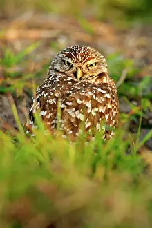 Deep South Prints: Burrowing owl (Athene cunicularia) Adults near nest in residential area