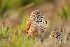 Deep South Prints: Burrowing owl (Athene cunicularia) Adults near nest in residential area