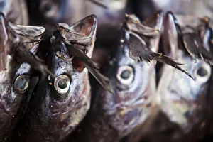 Burundi. Fish hung out to dry on the shores of lake Tanganyika