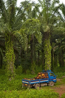 Images Dated 1st March 2011: Burundi. Palm oil tree plantations line the shores of lake Tanganyika