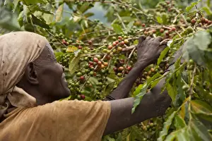Burundi. A woman picks coffee on a plantation; coffee is Burundis largest export
