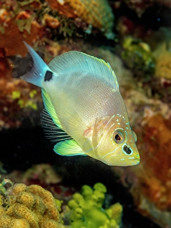 Hamlets Prints: Butter Hamlet (Hypoplectrus unicolor), Grand Cayman, Cayman Islands, British West Indies