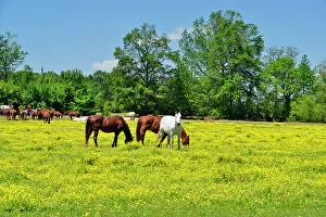 Livestock Prints: Buttercups and horses in a rural pasture, Centerville, Arkansas, USA