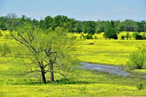 Pastures Prints: Buttercups in a rural pasture, Dardanelle, Arkansas, USA