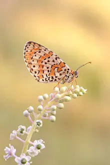 Wild Gallery: butterflies at the park of the lura in lomazzo in the province of como
