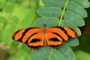 Assiniboine Park Prints: Butterfly Garden. Assiniboine Park, Winnipeg, Manitoba, Canada