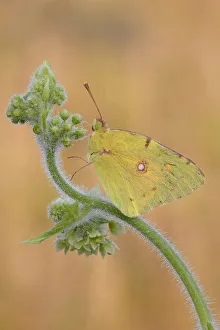 Lepidoptera Prints: Butterfly, Lombardy, Italy