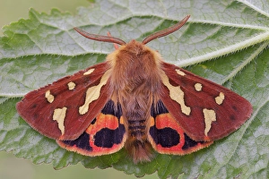 Insects Prints: Butterfly by night, Hyphoraia testudinaria, Vobbia, Italy