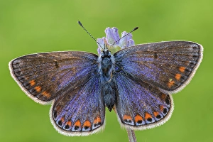 Insects Prints: Butterfly, Polyommatus thersites, Liguria, Italy