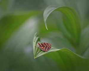 Butterfly Prints: Butterfly, Shuswap, British Columbia, Canada