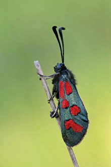 Piedmont Prints: Butterfly, Zygaena oxytropis, Piedmont, Italy