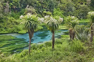 Polynesia Prints: Cabbage tree - New Zealand, North Island, Waikato, South Waikato, Putaruru, Blue Spring