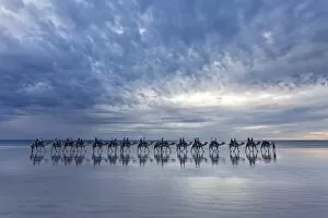 Images Dated 30th September 2016: Cable Beach, Western Australia. Camels on the shore at sunset