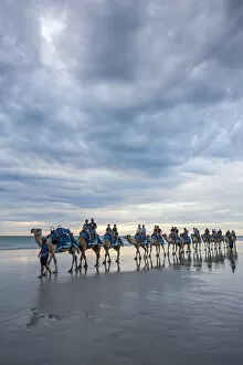 Images Dated 18th January 2017: Cable Beach, Western Australia. Camels on the shore at sunset