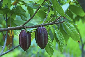 Cacao-beans (chocolate tree), Bali, Indonesia