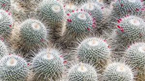 Cactuses Prints: Cacti in Kew Gardens, London, England
