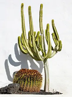 Premium Selects 2024 Prints: Cacti against a white wall, Lanzarote, Canary Islands, Spain