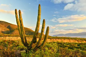 Cactus and arroyo near El Sargento, Baja California Sur, Mexico