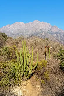 Cactus with Cerro La Campana in background, Sector Palmas de Ocoa, La Campana National Park, Cordillera de la Costa