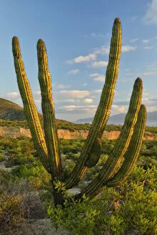 A Cactus in the desert outside La Ventanaz, Baja California, Mexico