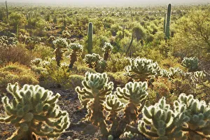 Pima Prints: Cactus dryland with chollas - USA, Arizona, Pima, Organpipe Cactus National Monument