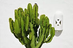 Cactus. Lanzarote, Canary Islands